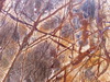 forest brown - parapety kraków, marmurowe, granitowe, kamienne, łazienkowe